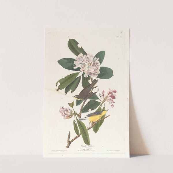 Canada warbler by John James Audubon