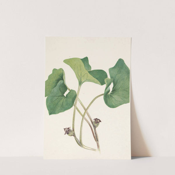 Canada Wildginger. Asarum canadense (1925) by Mary Vaux Walcott