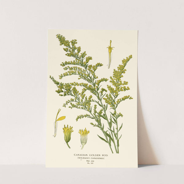 Canadian Golden Rod (1896-1897) by Edward Step