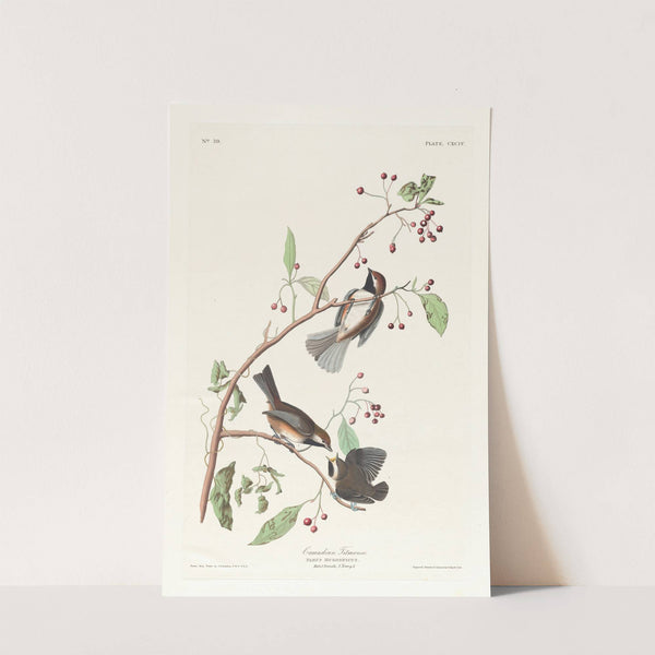 Canadian titmouse by John James Audubon
