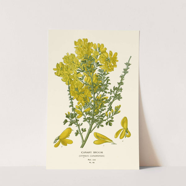 Canary Broom (1896-1897) by Edward Step