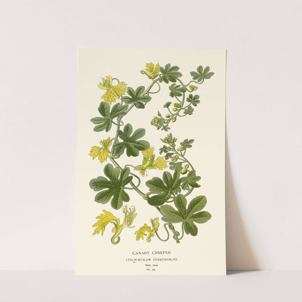 Canary Creeper (1896-1897) by Edward Step