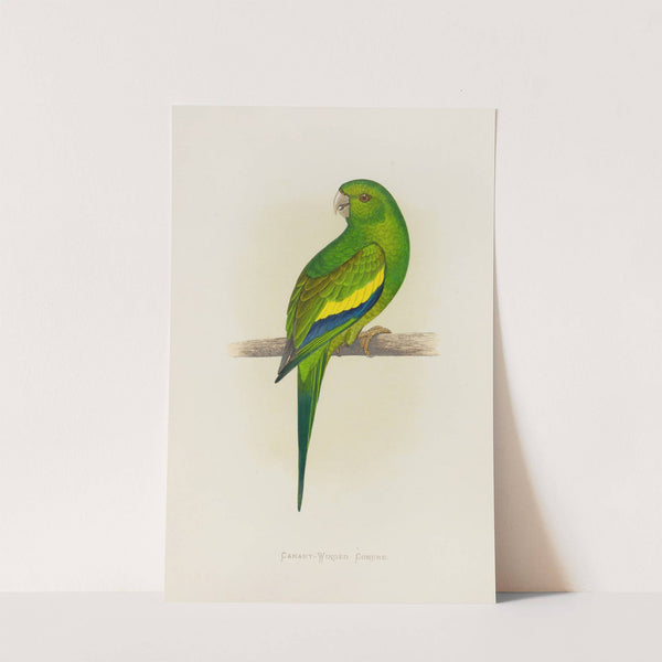 Canary-Winged Conure (1884-1887) by Alexander Francis Lydon