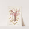 Cancellus maximus, The Sea Hermit-Crab; Lithophyton &c. by Mark Catesby