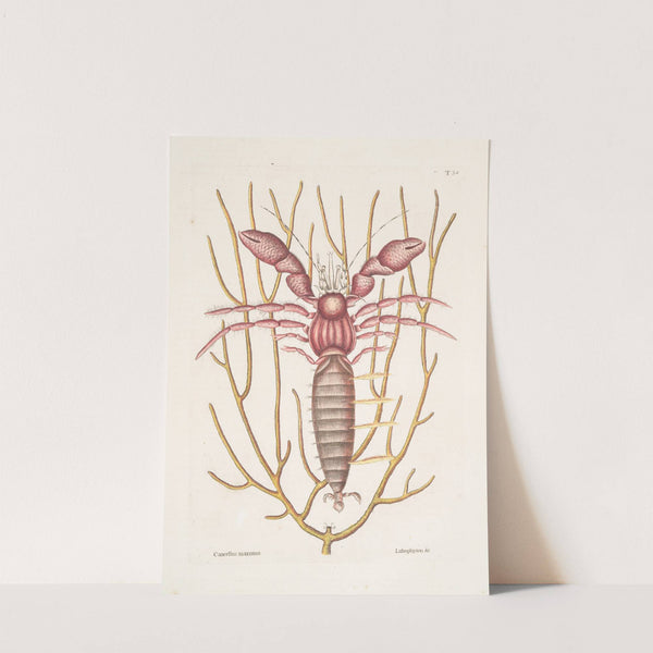 Cancellus maximus, The Sea Hermit-Crab; Lithophyton &c. by Mark Catesby
