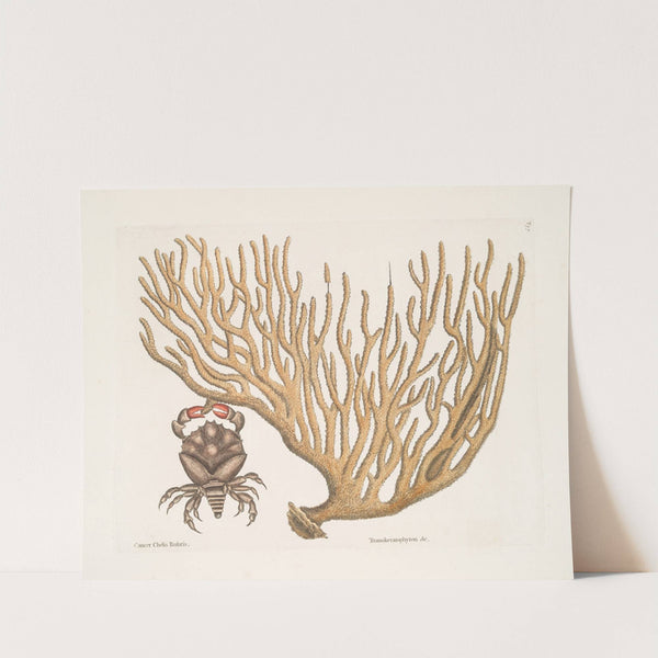 Cancer Chelis Rubris, The res-claw Crab; Titanokeratophyton &c. by Mark Catesby