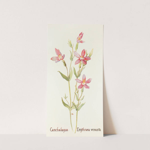 Canchalagua by Margaret Armstrong