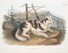 Canis familiaris, Hare-Indian Dog. Male.