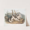 Canis familiaris, Hare-Indian Dog. Male. (1845-1848) by John Woodhouse Audubon