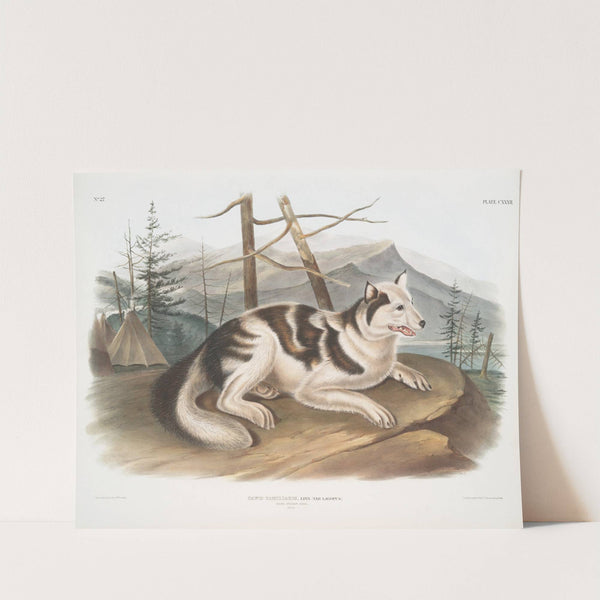 Canis familiaris, Hare-Indian Dog. Male. (1845-1848) by John Woodhouse Audubon