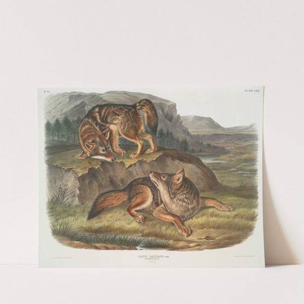 Canis latrans, Prairie Wolf. Males. (1845-1848) by John Woodhouse Audubon