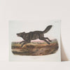 Canis lupus, Black American Wolf. Male. (1845-1848) by John Woodhouse Audubon