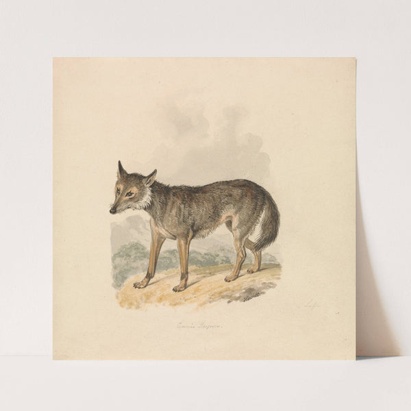 Canis Lupus, or Gray Wolf by Samuel Howitt