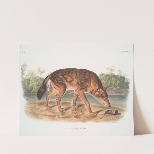 Canis lupus, Red Texan Wolf. (Male.) (1845-1848) by John Woodhouse Audubon