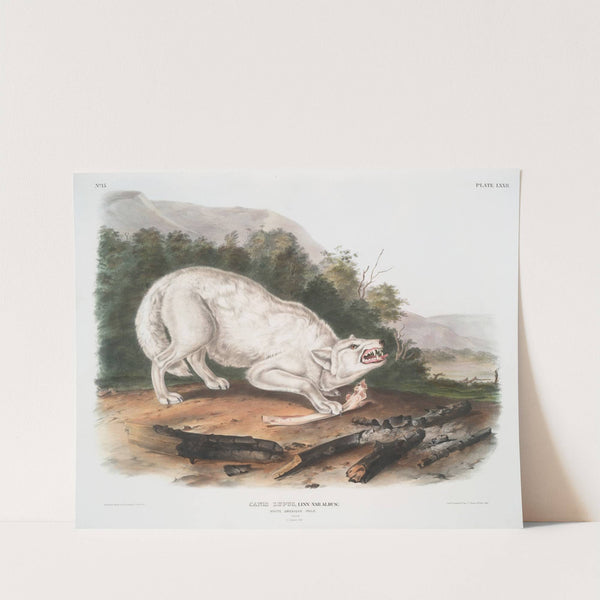 Canis lupus, White American Wolf. Male. (1845-1848) by John Woodhouse Audubon