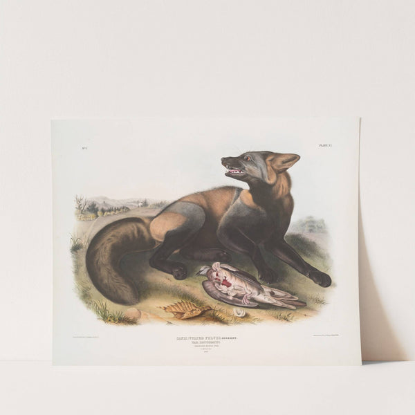 Canis (Vulpes) Fulvus, American Cross-Fox (1845-1848) by John Woodhouse Audubon