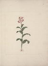 Canna bidentata Bertol. (Canna Lily; Indian Shot Plant)