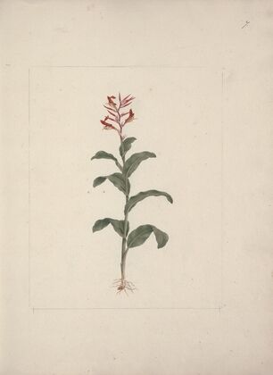 Canna bidentata Bertol. (Canna Lily; Indian Shot Plant)