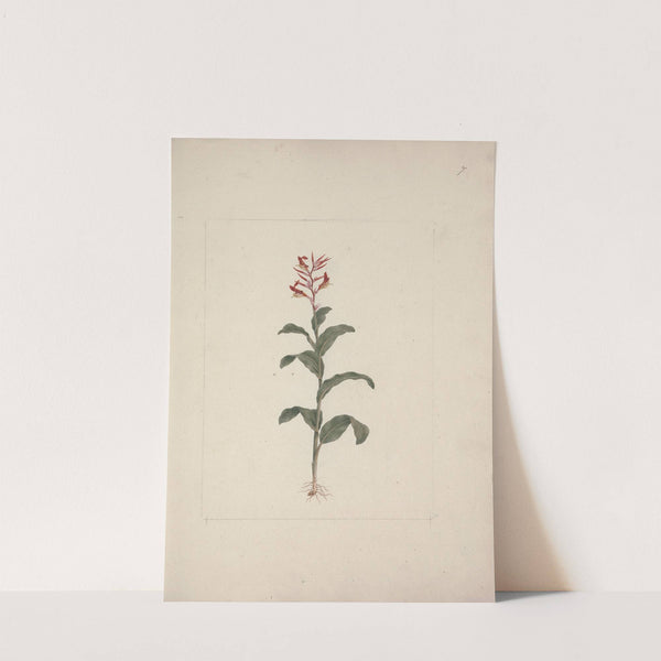 Canna bidentata Bertol. (Canna Lily; Indian Shot Plant) by Luigi Balugani