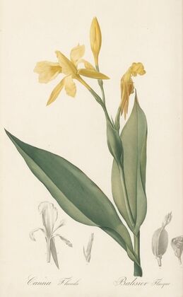Canna flaccida (1802-1816)