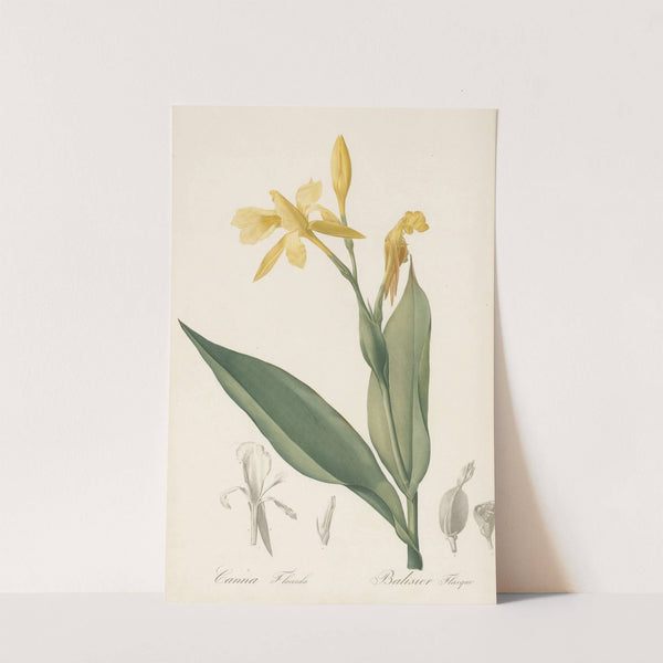 Canna flaccida (1802-1816) by Pierre Joseph Redouté