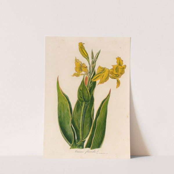 Canna flaccida (1818-1824) by Gaetano Savi