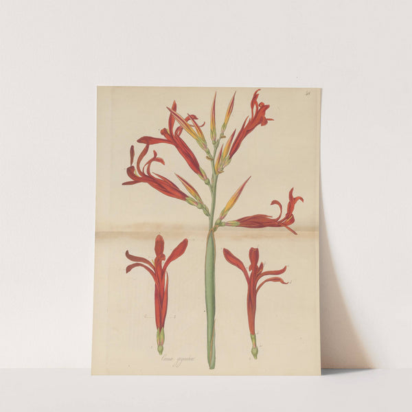 Canna gigantea. (1823) by William Jackson Hooker