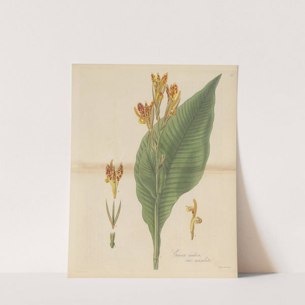Canna indica var. maculata by William Jackson Hooker