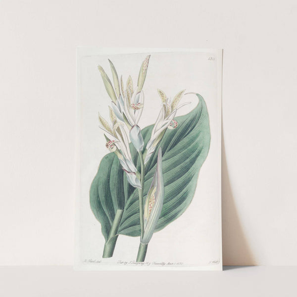 Canna of Laguna by Sydenham Edwards