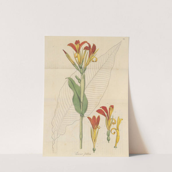 Canna patens by William Jackson Hooker