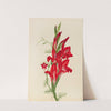Cannas and Cypress Vine (Canna species and Ipomoea quamoclit) (1877) by Mary Vaux Walcott
