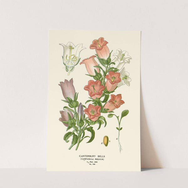 Canterbury Bells (1896-1897) by Edward Step