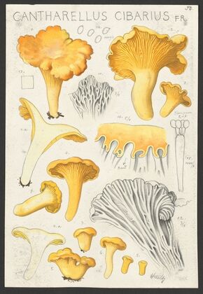 Cantharellus cibarius Fr. (1915-1945)
