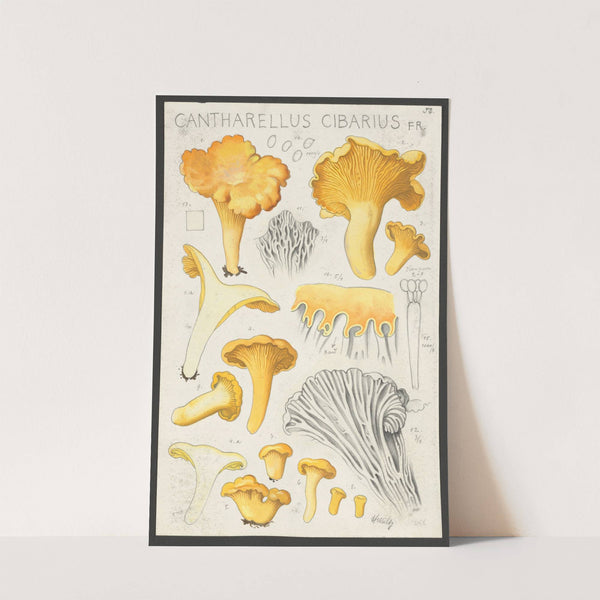 Cantharellus cibarius Fr. (1915-1945) by Hans Walty