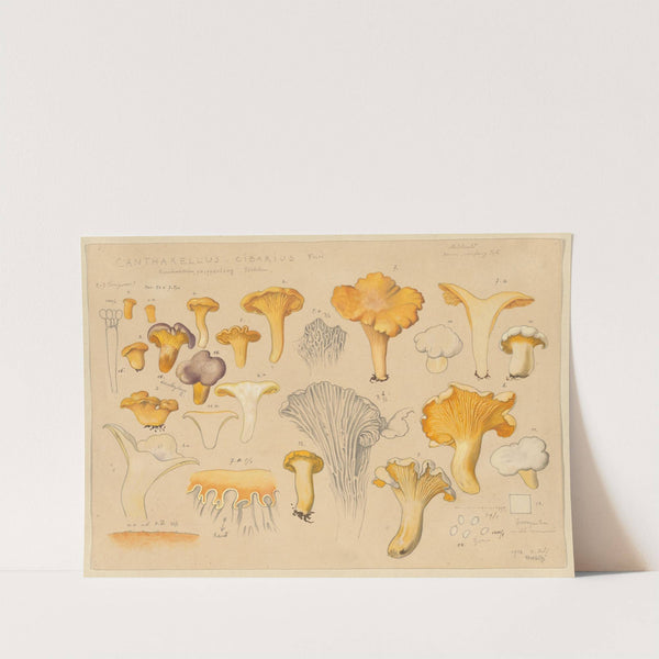 Cantharellus cibarius Fries. (1915-1945) by Hans Walty