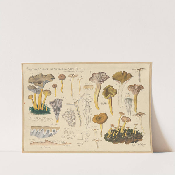 Cantharellus infundibuliformis Scop. (1915-1945) by Hans Walty