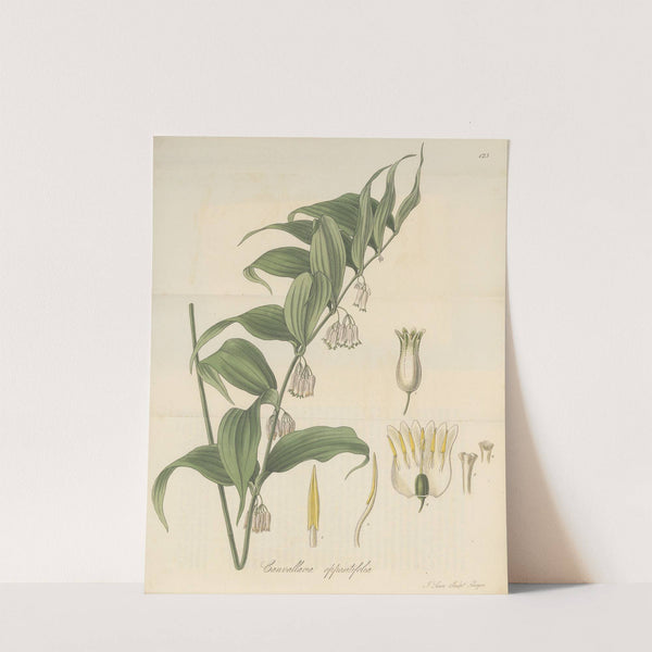 Canvallaria oppositifolia by William Jackson Hooker