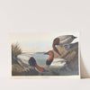 Canvas backed duck by John James Audubon