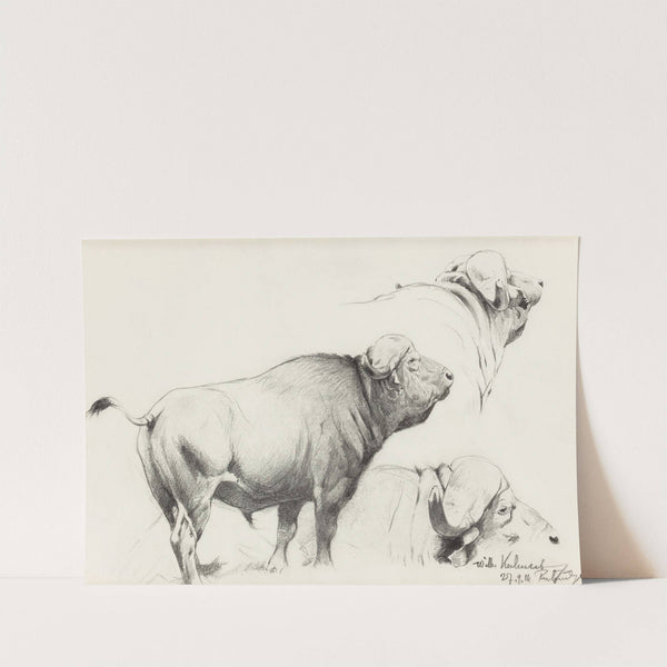 Cape Buffalo (1916) by Wilhelm Kuhnert