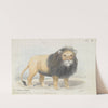 Cape Lion (1837) by Charles Hamilton Smith