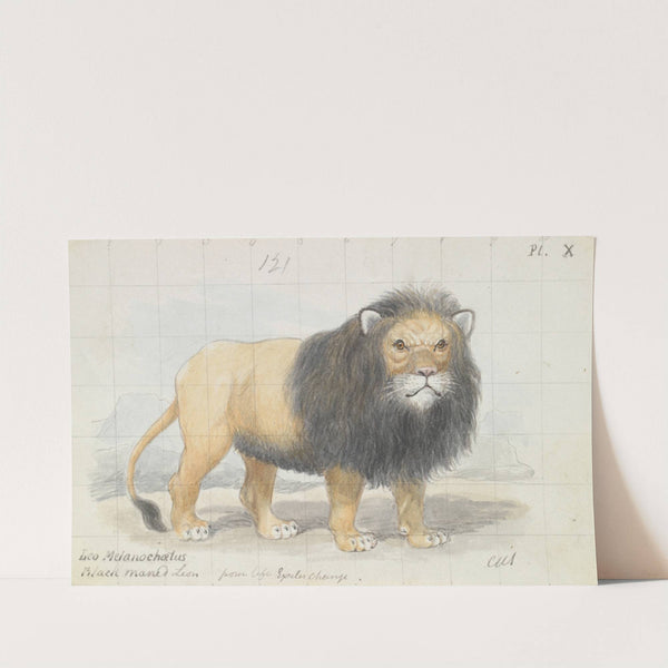 Cape Lion (1837) by Charles Hamilton Smith
