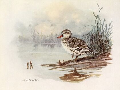 Cape Teal (1922-1926)