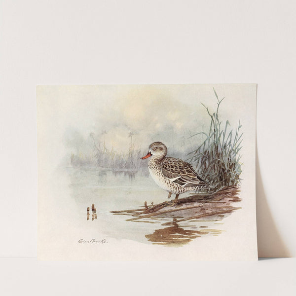 Cape Teal (1922-1926) by Allan Brooks