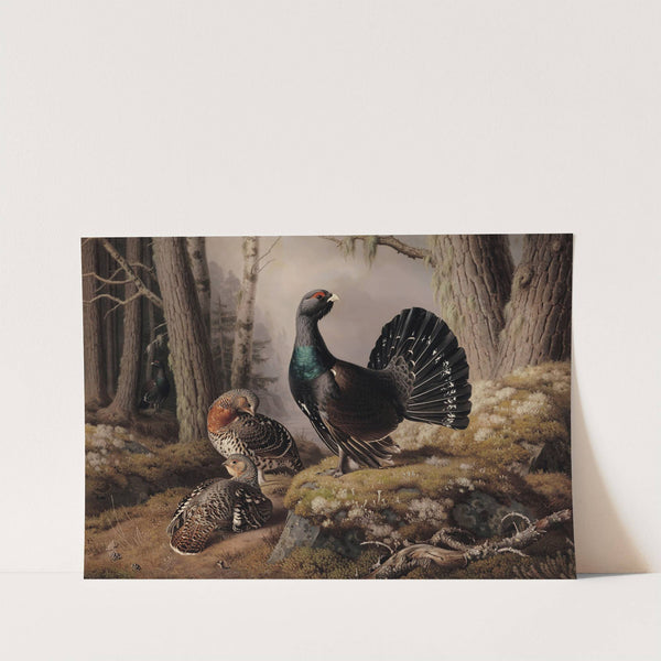 Capercaillies Courting (1862) by Ferdinand von Wright