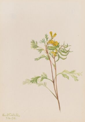 Capnoides aureum (1918)
