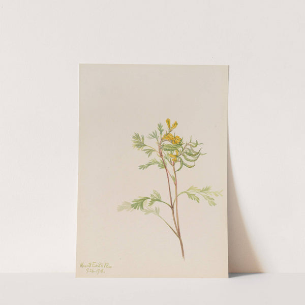 Capnoides aureum (1918) by Mary Vaux Walcott