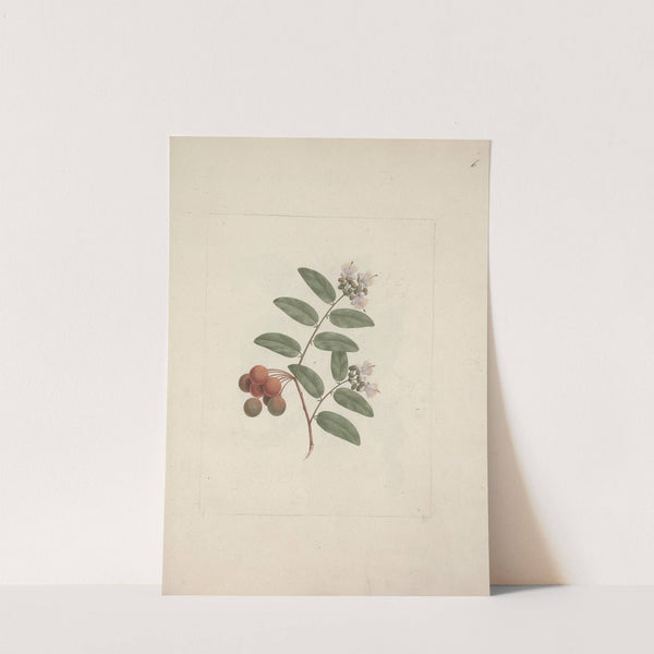 Capparis tomentosa Lam. (Caper) by Luigi Balugani