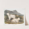 Capra Americana, Rocky Mountain Goat. Male & female. (1845-1848) by John Woodhouse Audubon