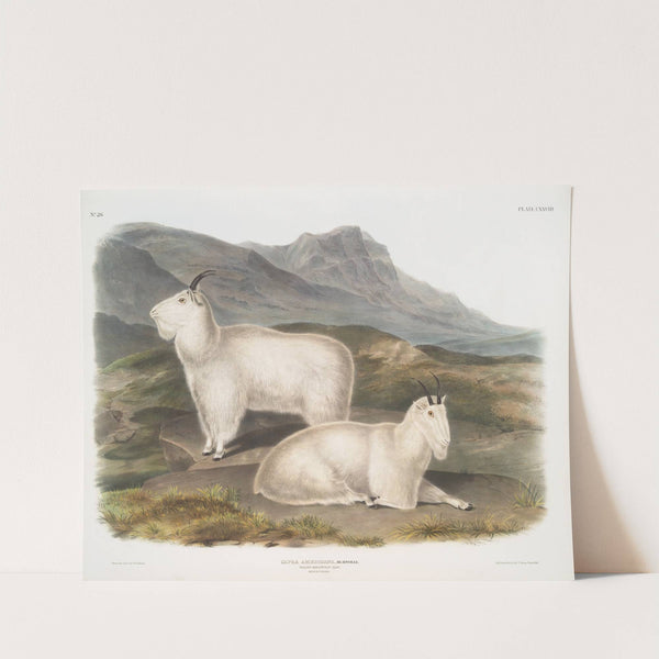 Capra Americana, Rocky Mountain Goat. Male & female. (1845-1848) by John Woodhouse Audubon