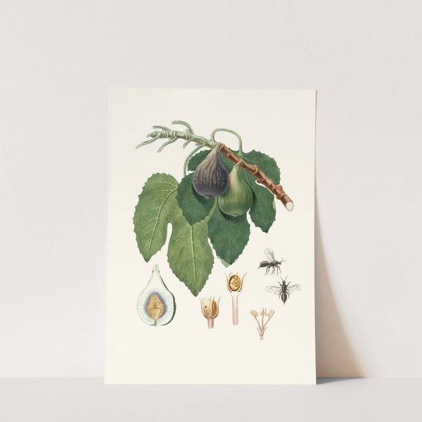 Caprifico by Giorgio Gallesio